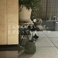 家の外にいる子猫