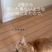 廊下を歩き回る猫