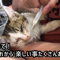 スポイトでミルクを飲ませてもらう子猫