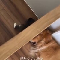 壁に前足を差し込む猫