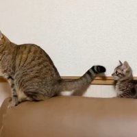 先住猫のしっぽをさわっている子猫
