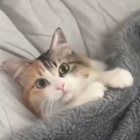 毛布の中に入って飼い主を見上げる猫