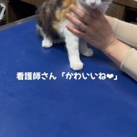 青い診察台の上に座っている子猫