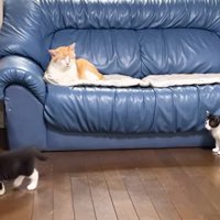 ソファーに座ってくつろぐ猫