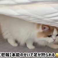 人の足を狙う猫