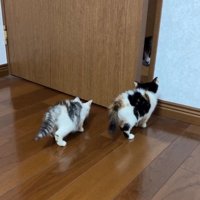 扉の隙間越しに対面