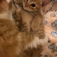 茶トラと茶白猫1