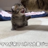 鳴く子猫