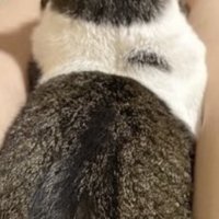 キジ白の後ろ姿