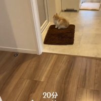 お風呂のドアの前に座る子猫