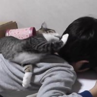 男の子の背中に乗っている子猫