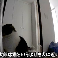 犬に近い性格