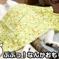 仰向けな猫（ぷぷっ！なんかおもしろい！）