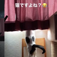 右後ろ足を壁につけたまま立っている猫の後ろ姿