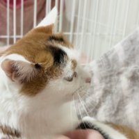 投稿者に触られて喉を鳴らす猫