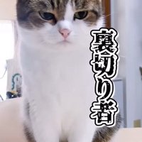 ジト目になる猫