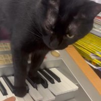 飼い主さんの指を見つめる猫