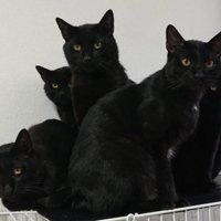 ケージの上でカメラ目線な黒猫たち