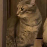 トラ模様の猫の隣に座るキジトラ猫