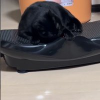 ブルブルマシンに乗る黒猫10