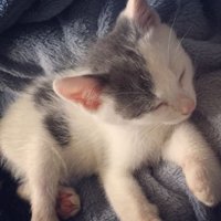 眠っている子猫