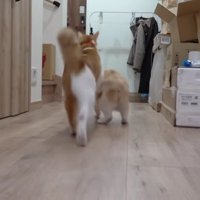 走る猫