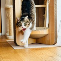 爪とぎハウスから出てくる猫