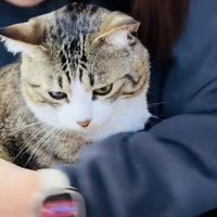 投稿主さんにバックハグされるキジ白猫