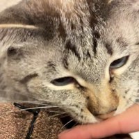 指を噛む猫