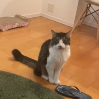 フローリングの上でお座りをしている猫