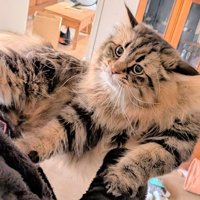 抱っこされているサイベリアン