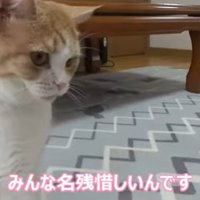 さみしそうな猫