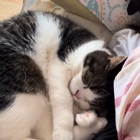 まるくなって寝ている猫