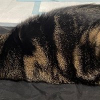 ツチノコに見える猫