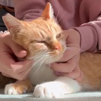 撫でられる子猫