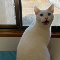 窓辺にいる猫