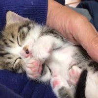顔と前足をくっつけた姿