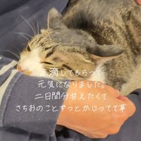 人のひざの上に乗る猫