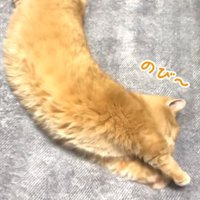 のび〜