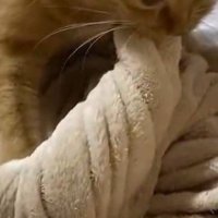 猫に捻られている毛布