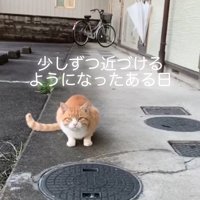 外で座ってカメラ目線の猫
