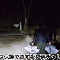 人を見る白い猫