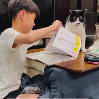 宿題の邪魔をする猫