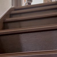階段と猫さん