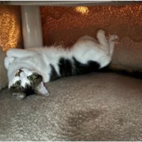 コタツにいる猫