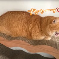 猫の様子