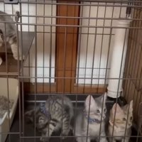 ケージの中にいる4匹の猫