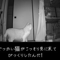 ケージを見る猫