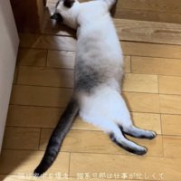 休む猫