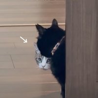 ドアから覗き込む猫たち4